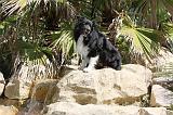 BORDER COLLIE 1579
